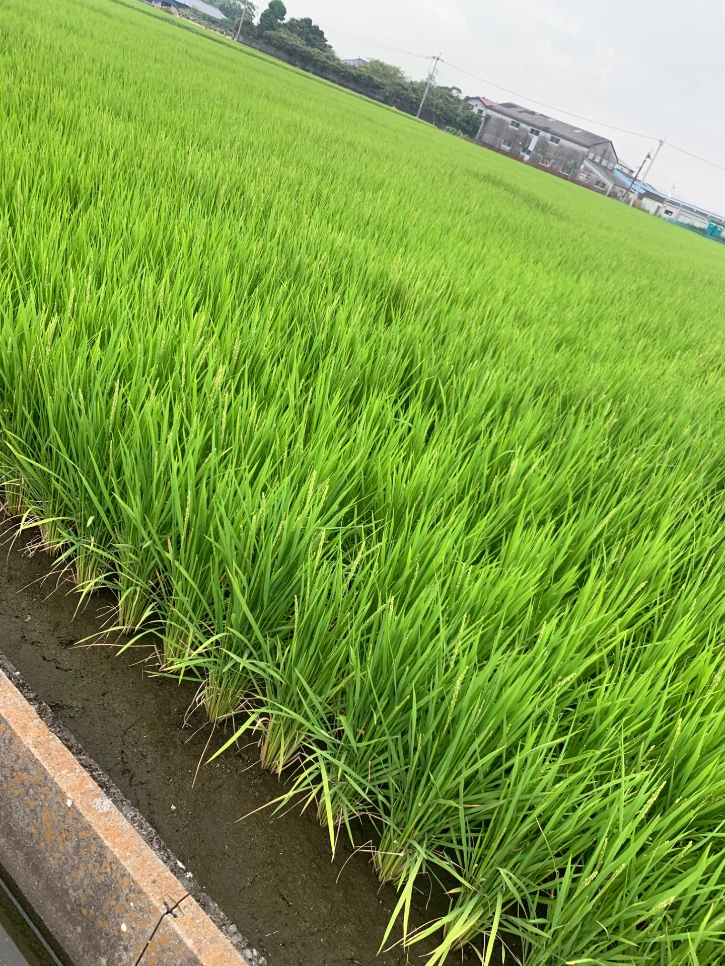 ～米農家の孫、庭で米を育ててみる～