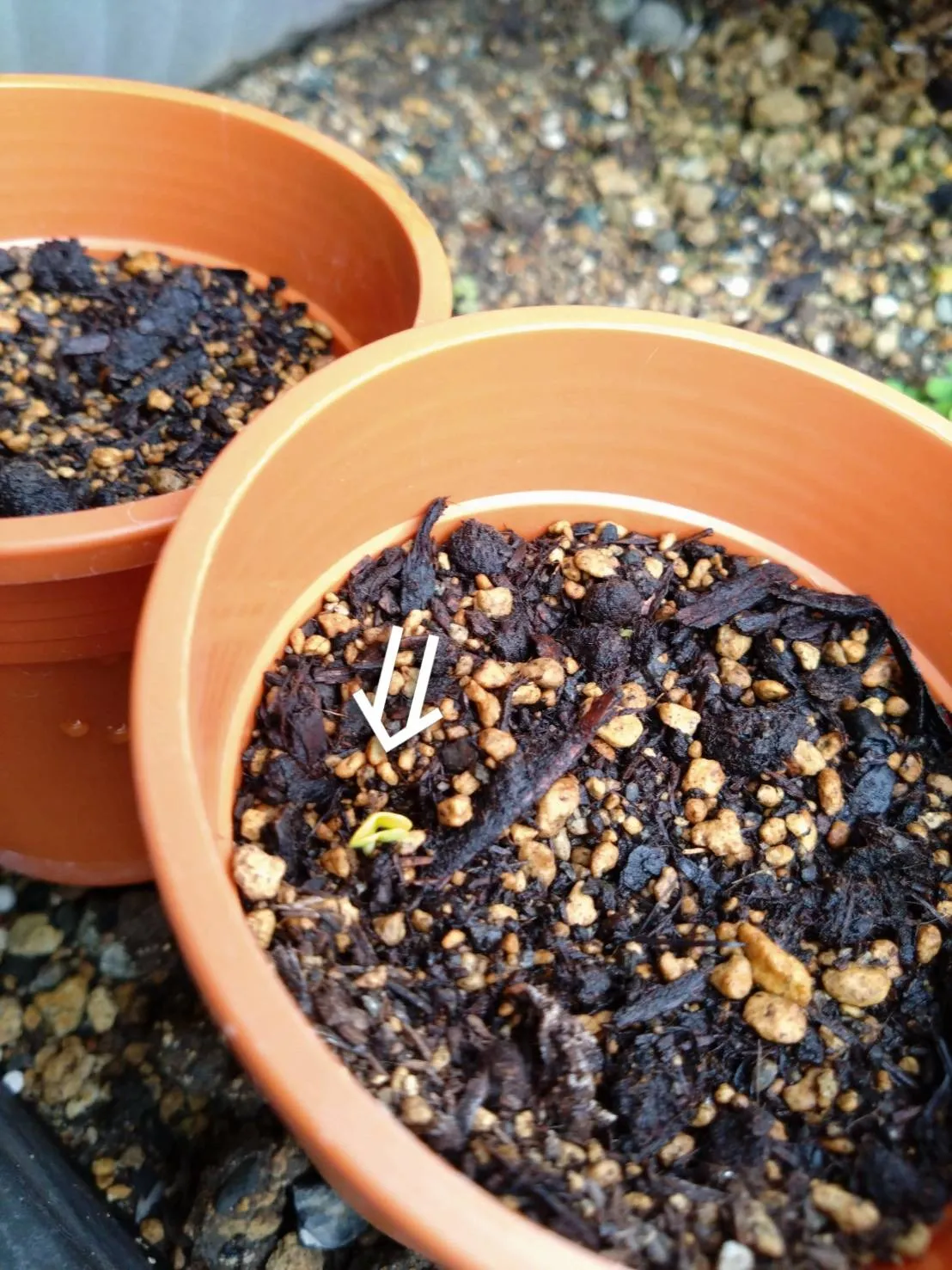 エステWAM八代花壇部活動！！