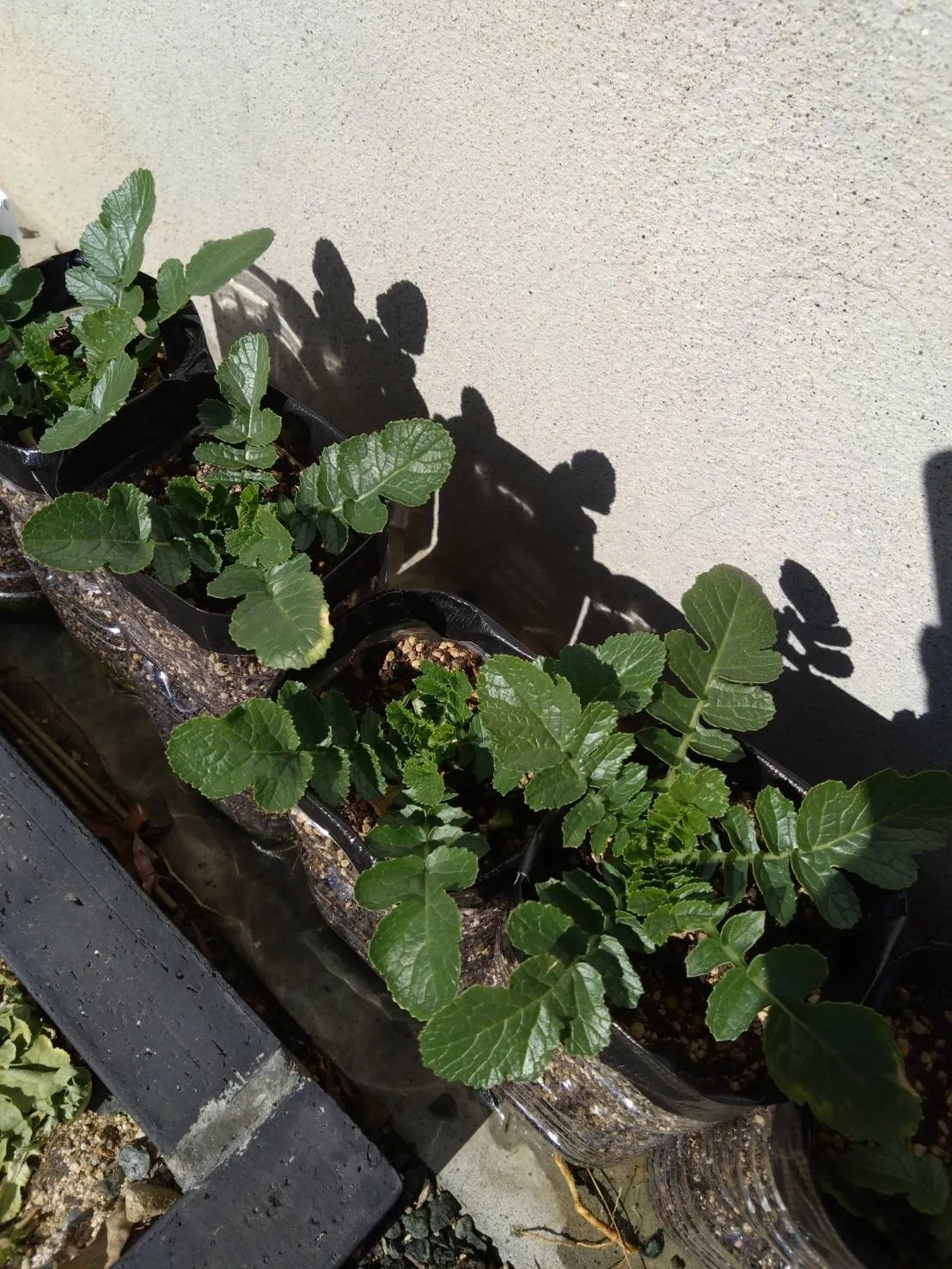 八代花壇部活動！！