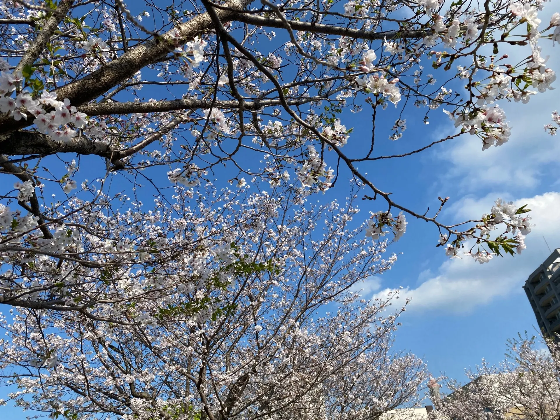 エステWAM　開花予想