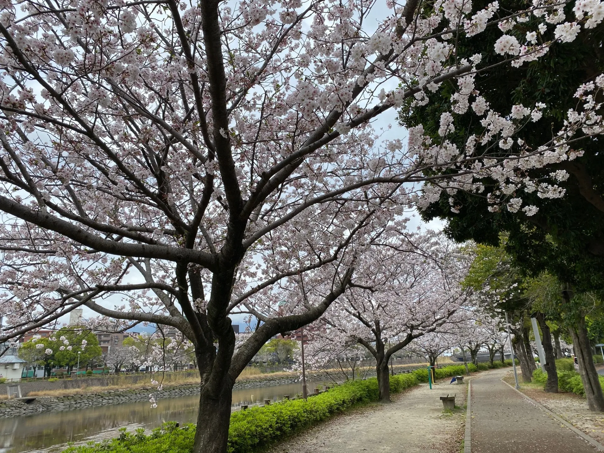 エステWAM　桜咲く