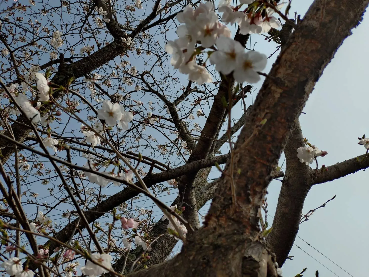 シワたるみの救世主！！次世代リフト美容液誕生！！