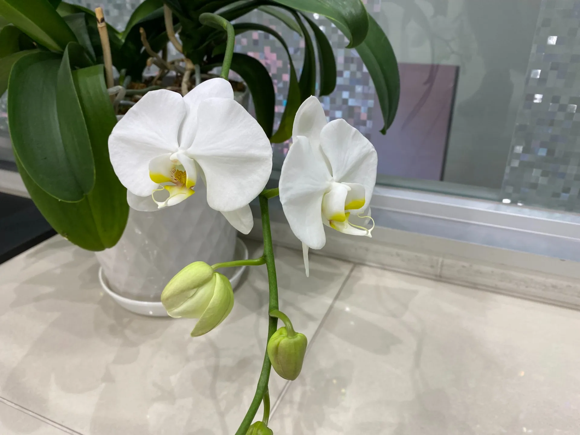 ★エステWAM　開花
